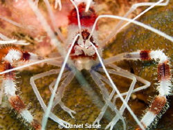 Coral Banded Shrimp Portrait. Taken while Scuba Diving at... by Daniel Sasse 